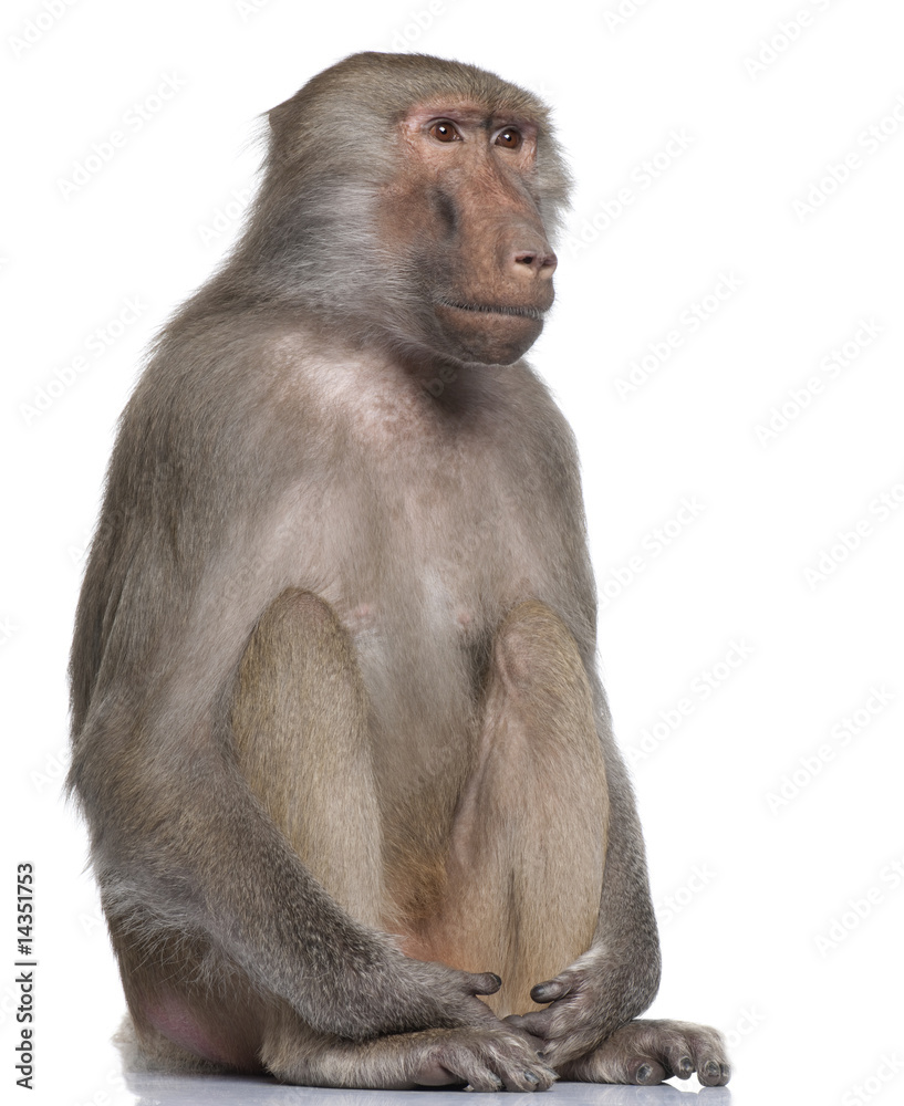 Naklejka premium Baboon - Simia hamadryas