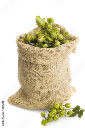 golden hops on white
