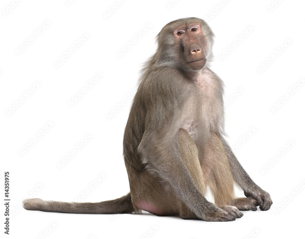 Fototapeta premium Baboon - Simia hamadryas