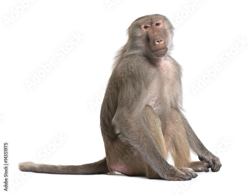 Baboon  -  Simia hamadryas photo