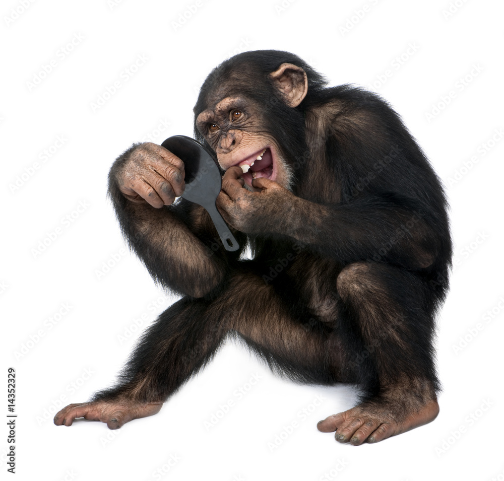 Young Chimpanzee looking at his teeth in a mirror - Simia troglo Young Chimpanzee looking at his teeth in a mirror - Simia troglo