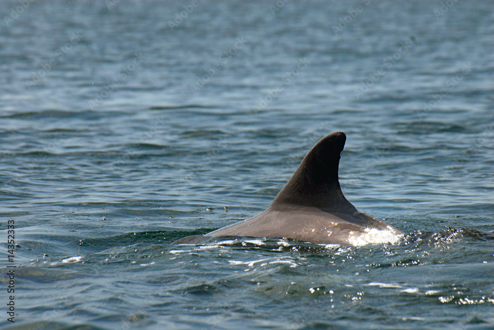 Naklejka premium A free dolphin playing