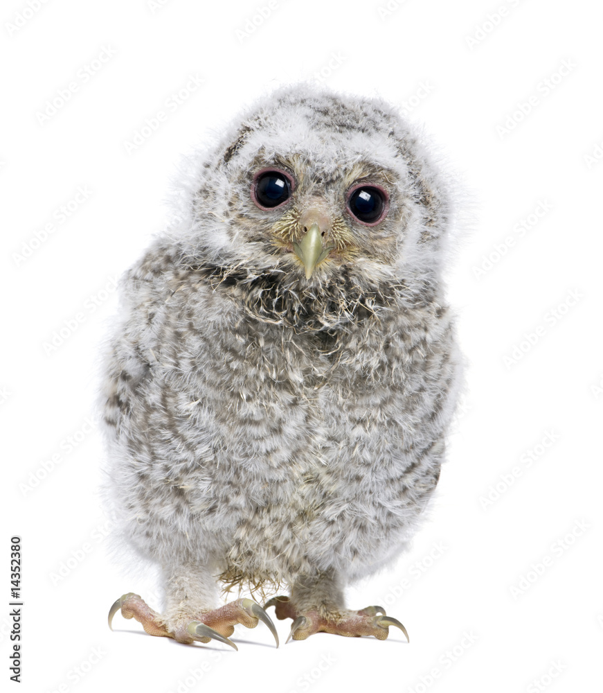 Naklejka premium front view of a owlet looking at the camera - Athene noctua (4 w