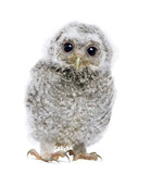 front view of a owlet looking at the camera - Athene noctua (4 w