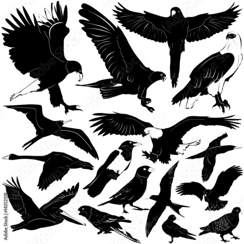 bird vector