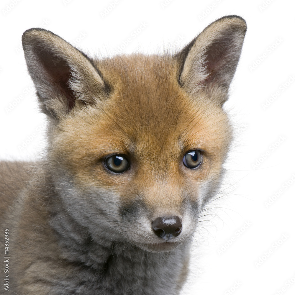 Fototapeta premium close-up of a Red fox cub's head (6 Weeks old)- Vulpes vulpes