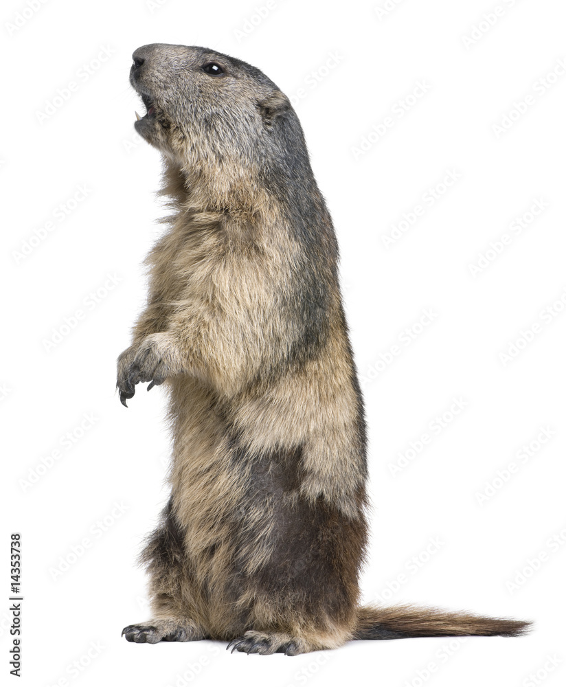 Alpine Marmot - Marmota marmota (4 years old) Alpine Marmot - Marmota marmota (4 years old)