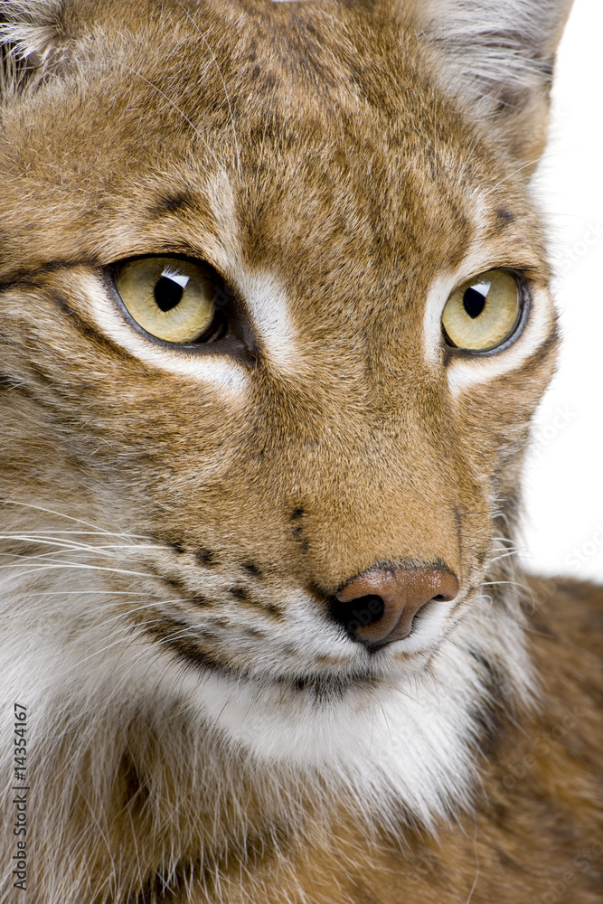 Fototapeta premium Zbliżenie głowy rysia euroazjatyckiego - Lynx lynx (5 lat)