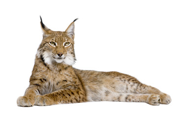 Sierkussen Lynx Volwassen Euraziatische lynx in studio  © Eric Isselée