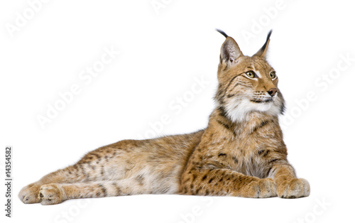 Photographie Eurasian Lynx - Lynx lynx (5 years old)
