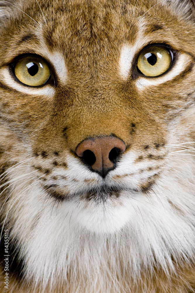 Close-up of a Eurasian Lynx's head - Lynx lynx (5 years old) Close-up of a Eurasian Lynx's head - Lynx lynx (5 years old)