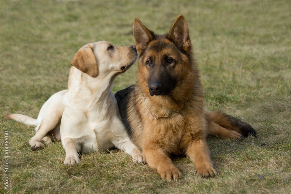 Moscow sheepdog and Labrador retriever.