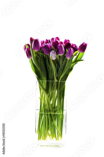 Purple tulips