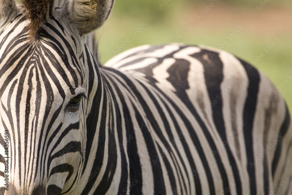 Naklejka premium Closeup of Zebra with body