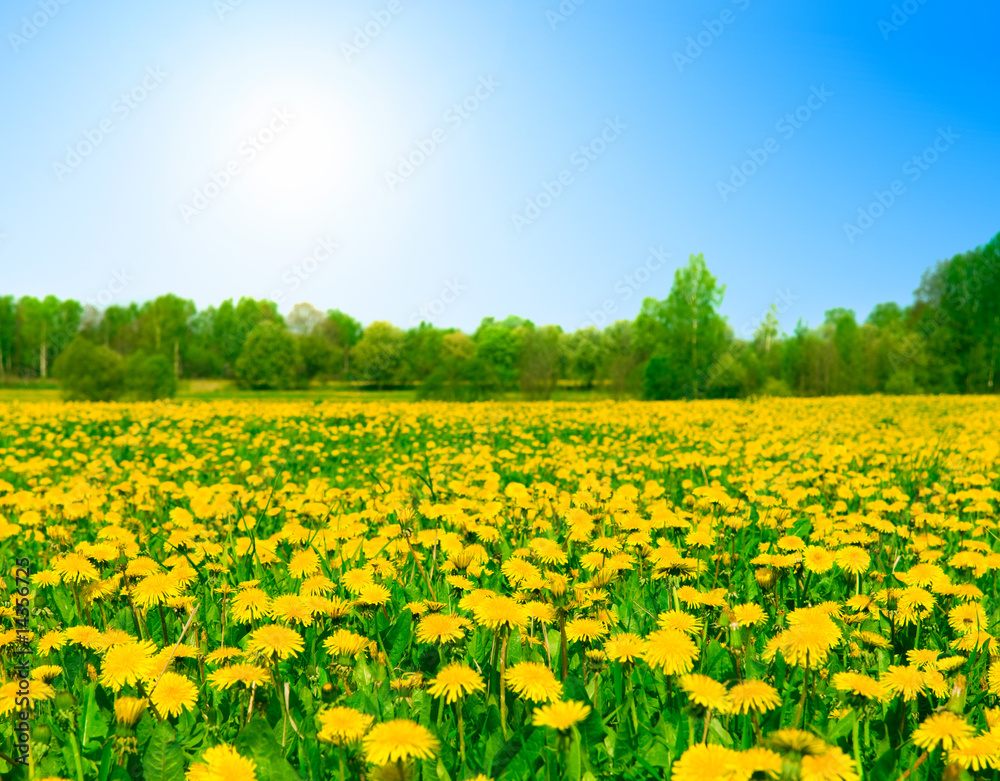 Fototapeta premium Field of dandelions