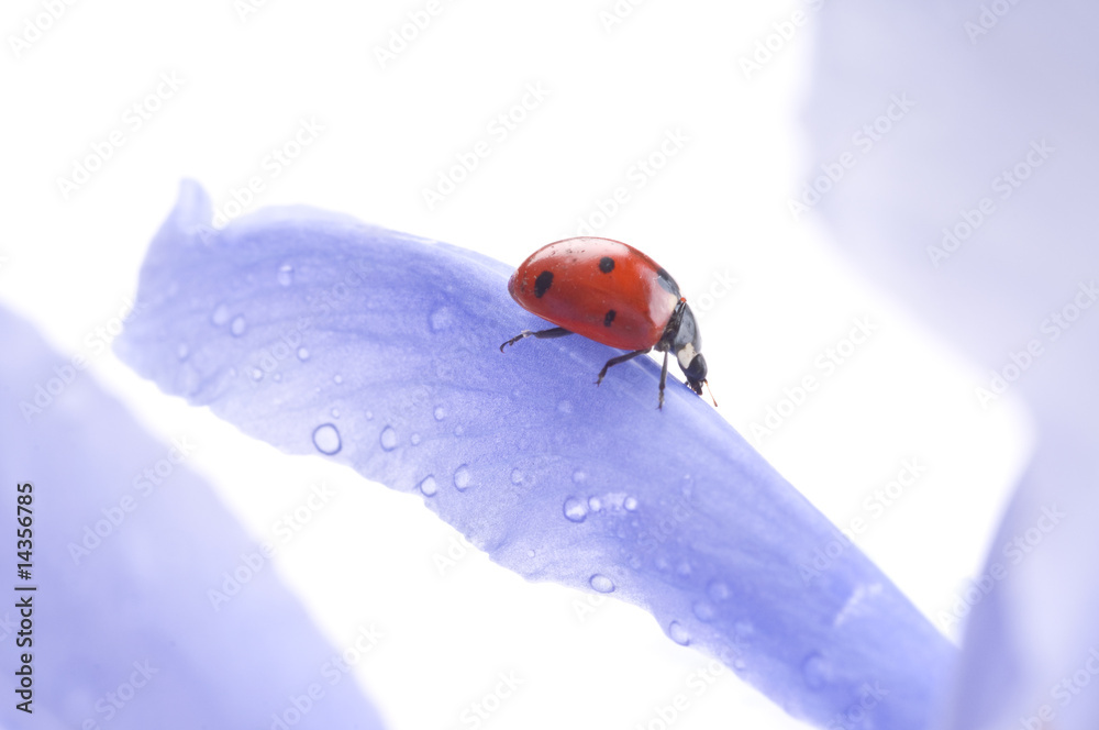 Fototapeta premium small red Ladybird