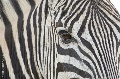 Closeup of Zebra