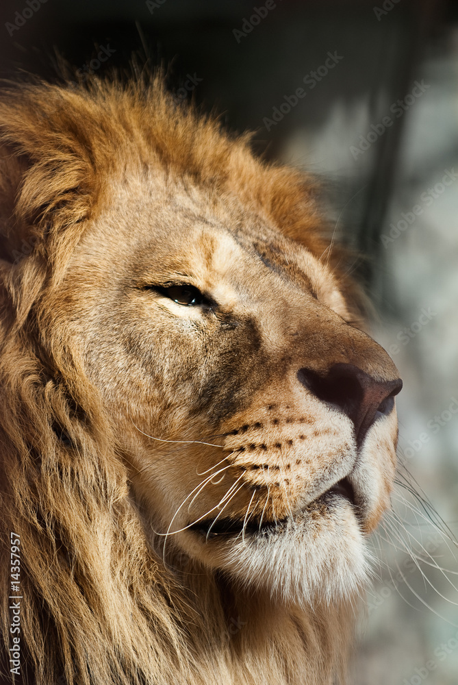 Fototapeta premium lion