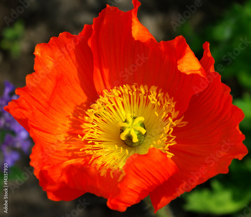 Papaver orientalis photo