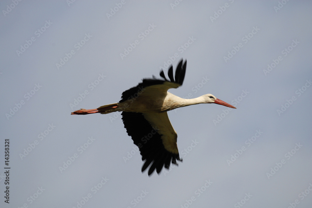 cigüeña en vuelo cigüeña en vuelo