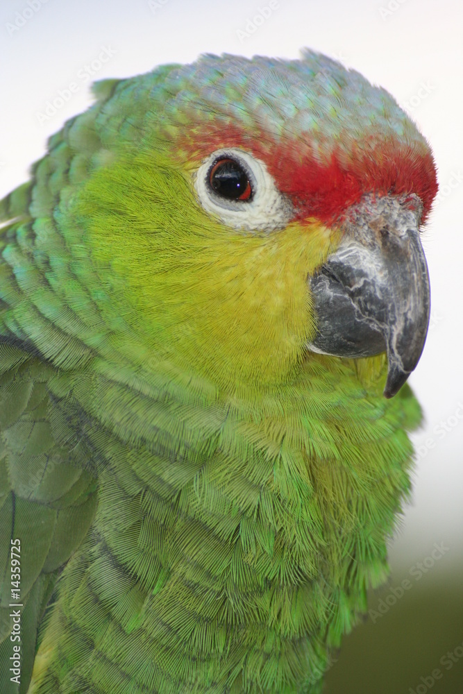 Der Papagei 2