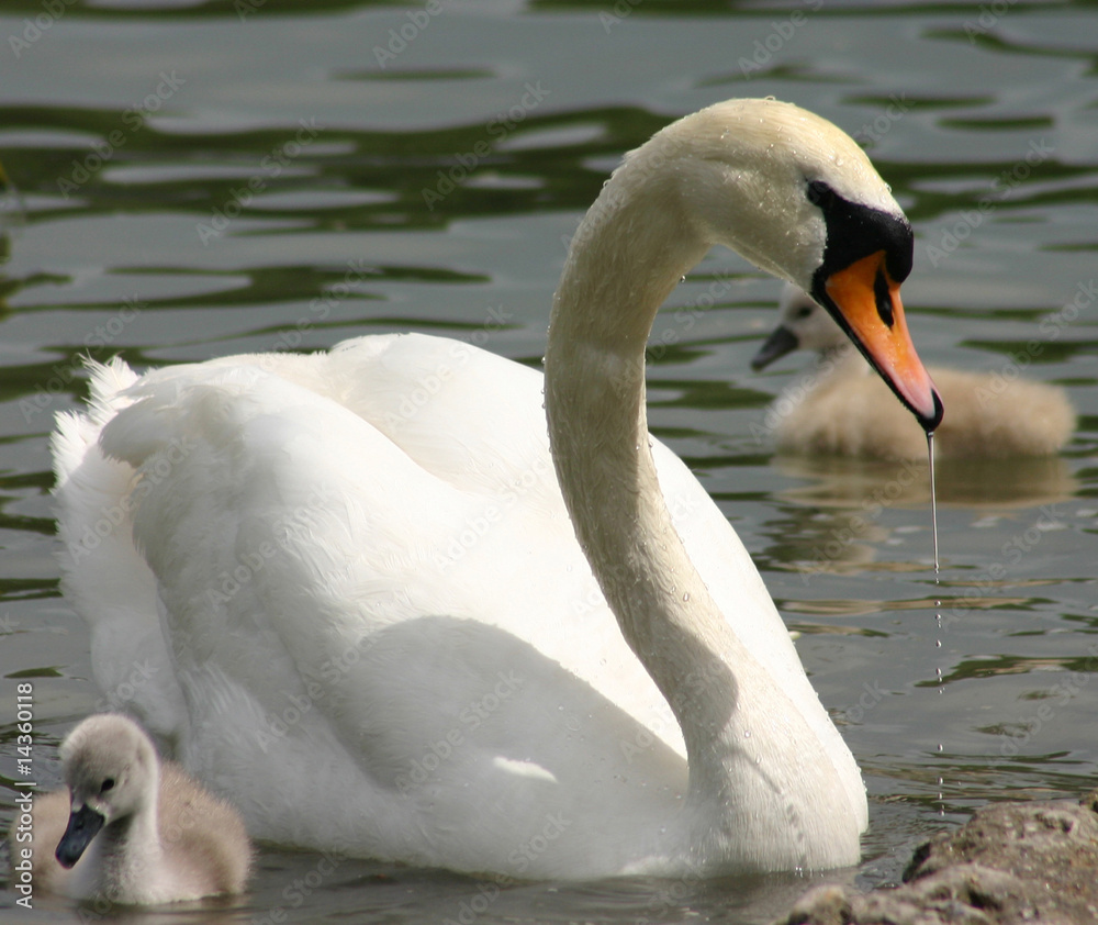 Obraz premium Schwan mit zwei Küken