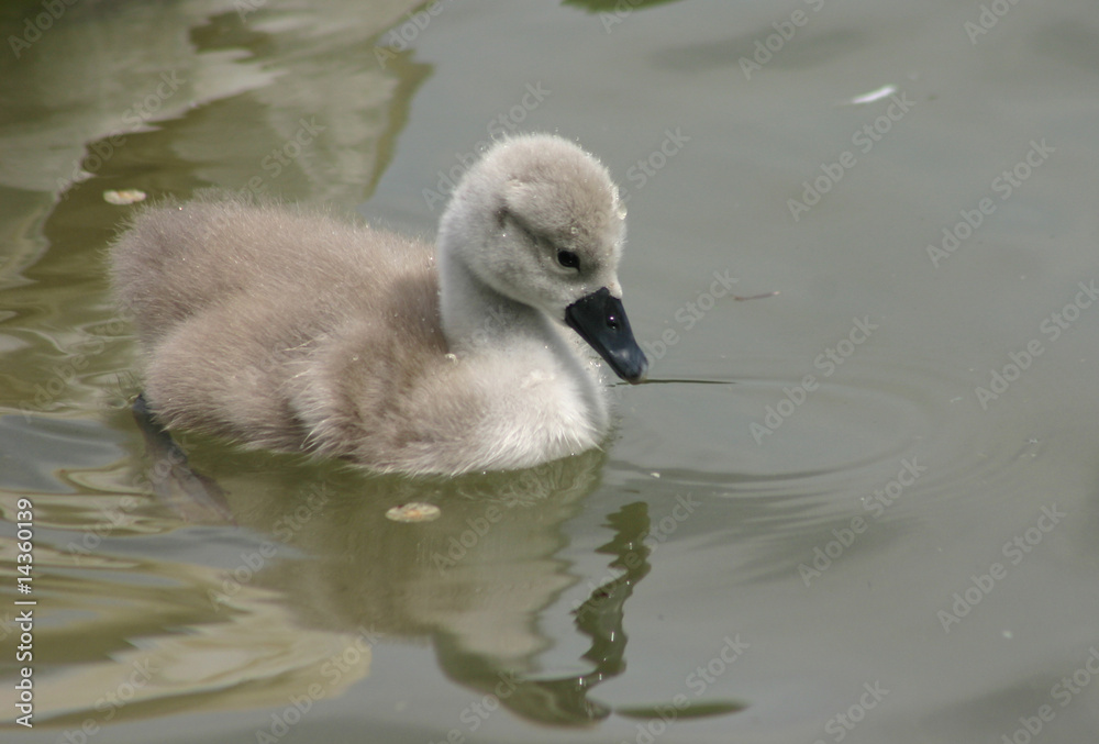 Schwanen Küken im Wasser