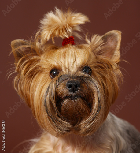 portrait of yorkshire terrier
