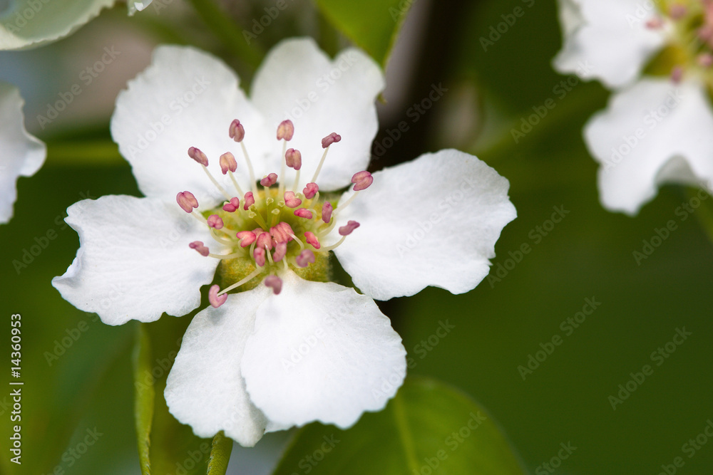 Obraz premium White flowers of apple tree
