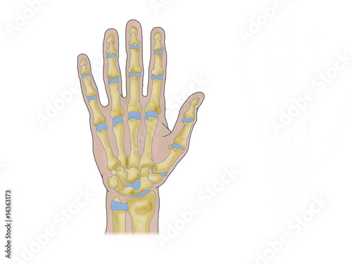 handknochen photo