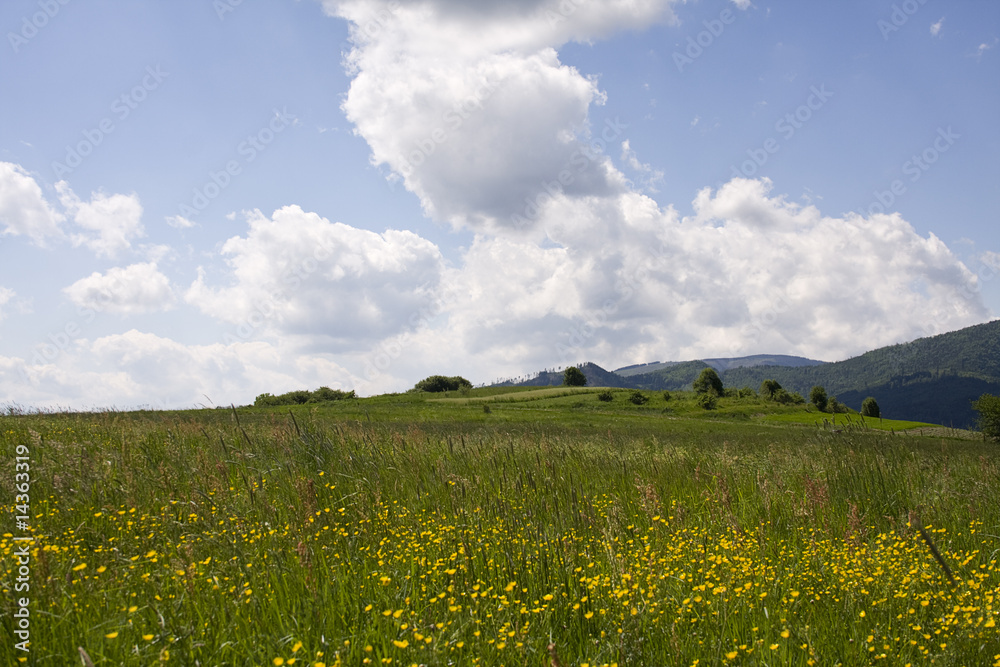 meadow under blue sky