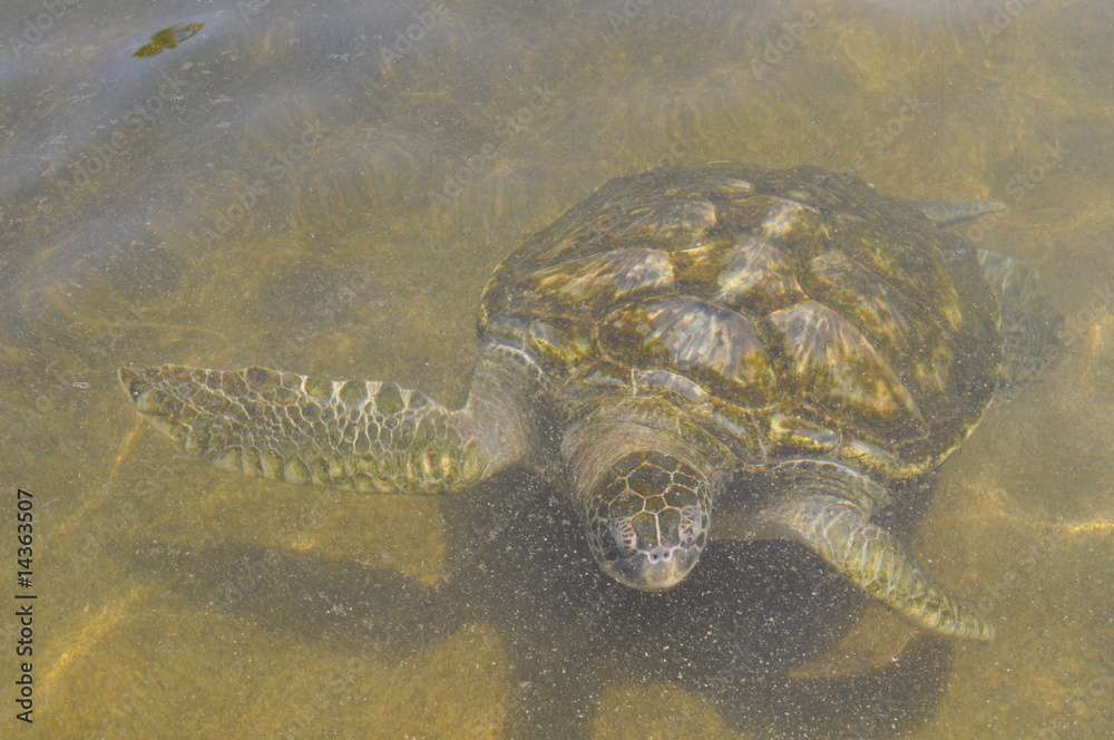 Obraz premium Turtle