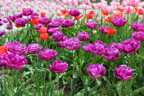 Purple Tulips