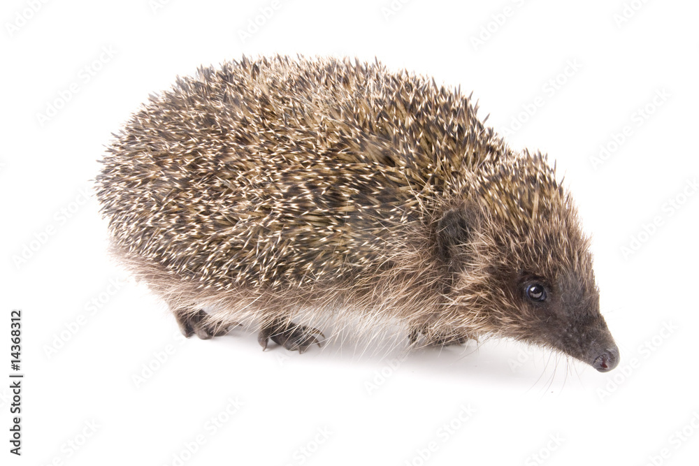 hedgehoge male adult isolated on white hedgehoge male adult isolated on white