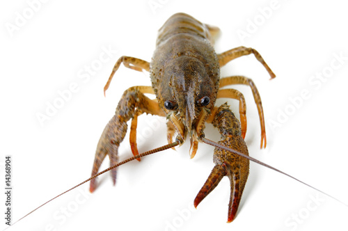River crayfish isolated on a white background.