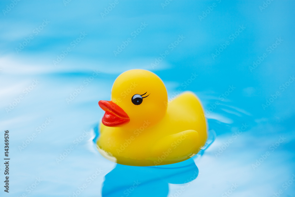 toy duck in pool toy duck in pool
