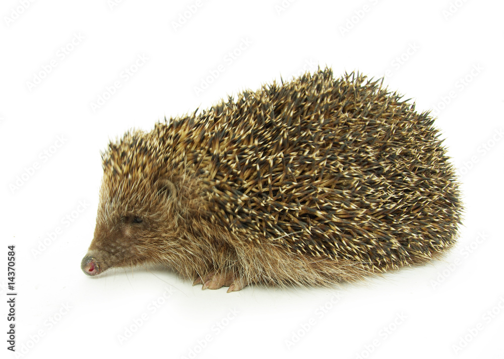 Obraz premium hedgehog