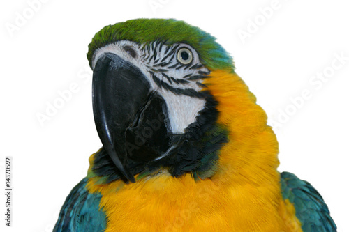 Macaw