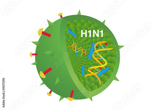 H1N1 Virus