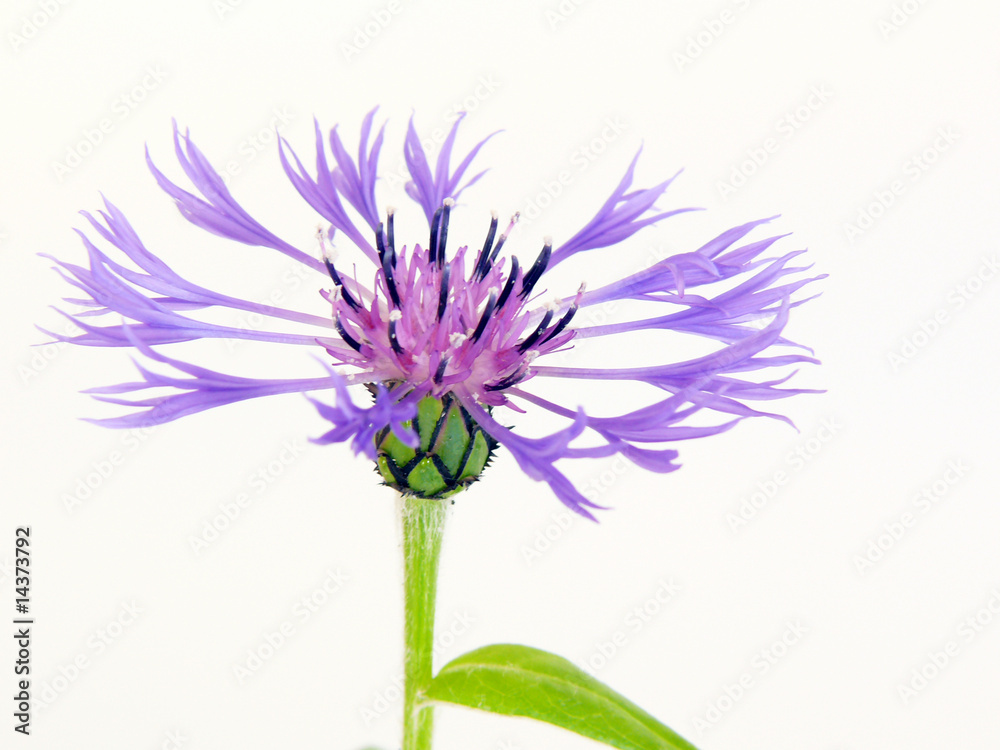 Kornblume Kornblume