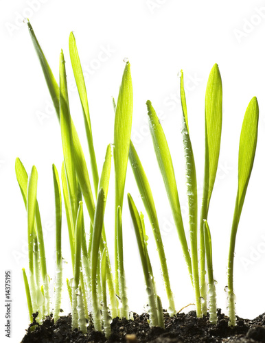 wheat isolated
