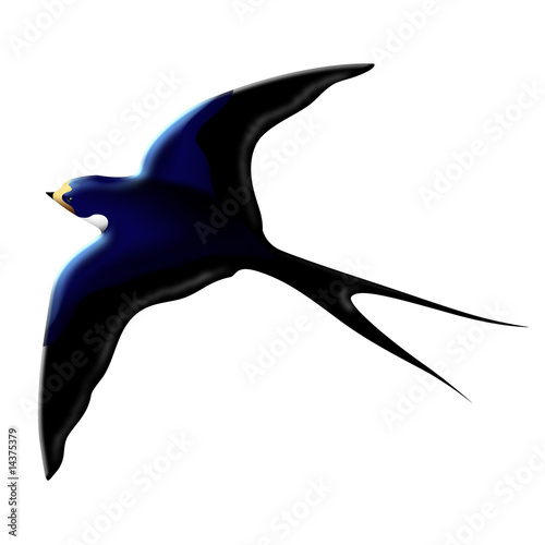 Rondine-Swallow-Hirondelle-Cartoon © BluedarkArt