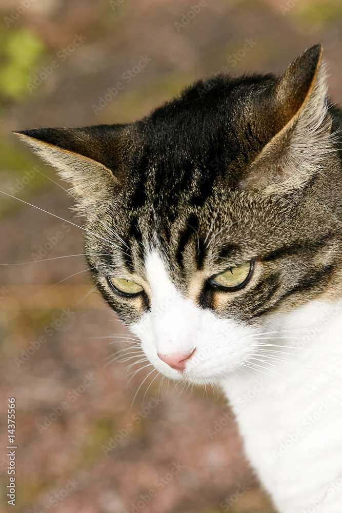 gros chat blanc et gris gros chat blanc et gris