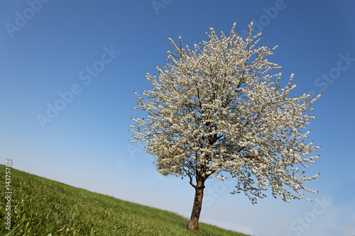 Baum im Frühling mit Blüten