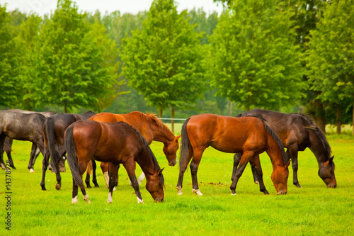 Pferde © Heino Pattschull