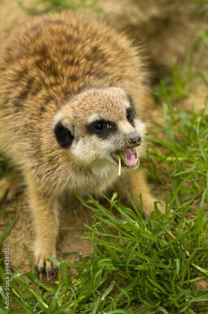 Fototapeta premium Fighting suricate, kämpfendes fressendes erdmännchen