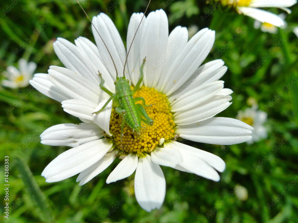 Obraz premium Grashüpfer auf Margarite
