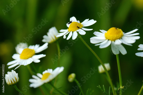 Frühlingsblume