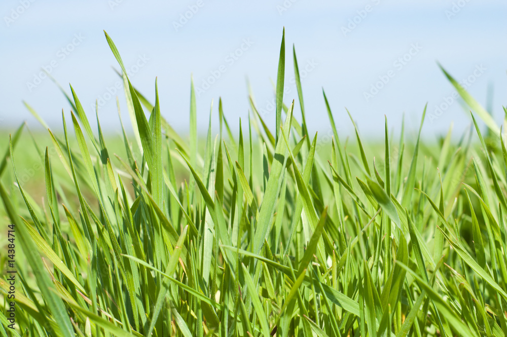 green grass green grass