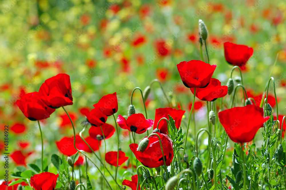 Naklejka premium Field of blooming poppy flowers. Spring season background.